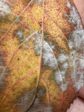 Image of Golovinomyces ambrosiae (Schwein.) U. Braun & R. T. A. Cook 2009