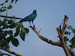 Image of Long-tailed Glossy Starling