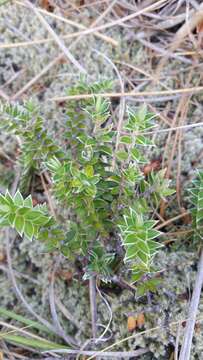 Image of Pimelea pseudolyallii Allan