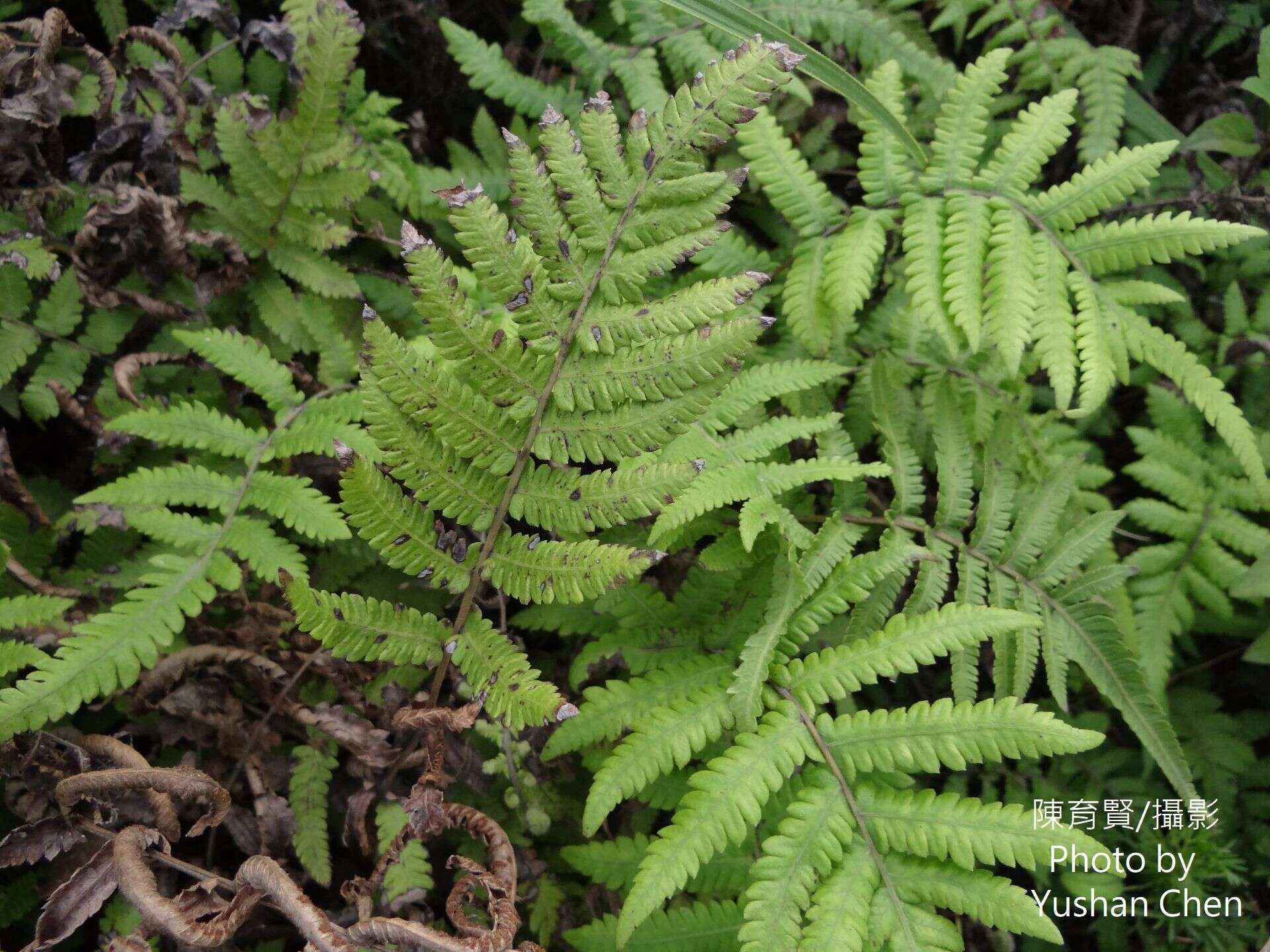 Image de Coryphopteris castanea (Tagawa) Y. Hang Chang, Ebihara & L. Y. Kuo