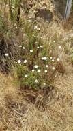 Image of cliff desertdandelion