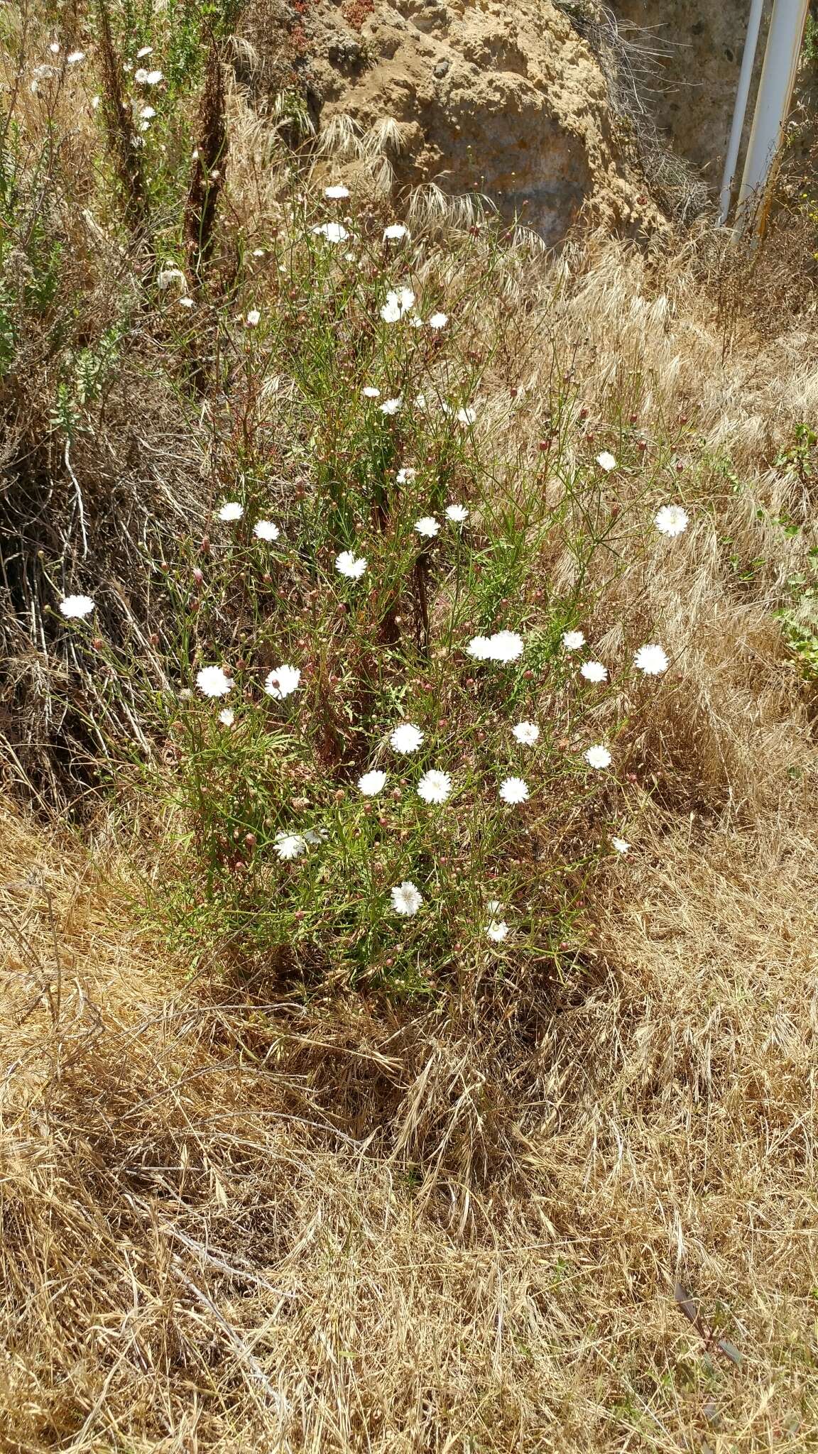 Imagem de Malacothrix saxatilis var. tenuifolia (Nutt.) A. Gray