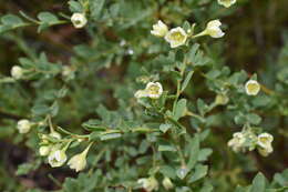 Image de Phyllanthus calycinus Labill.