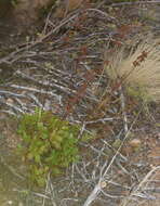 Crassula cultrata L. resmi