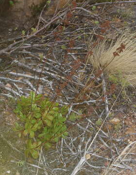 Image of Crassula cultrata L.