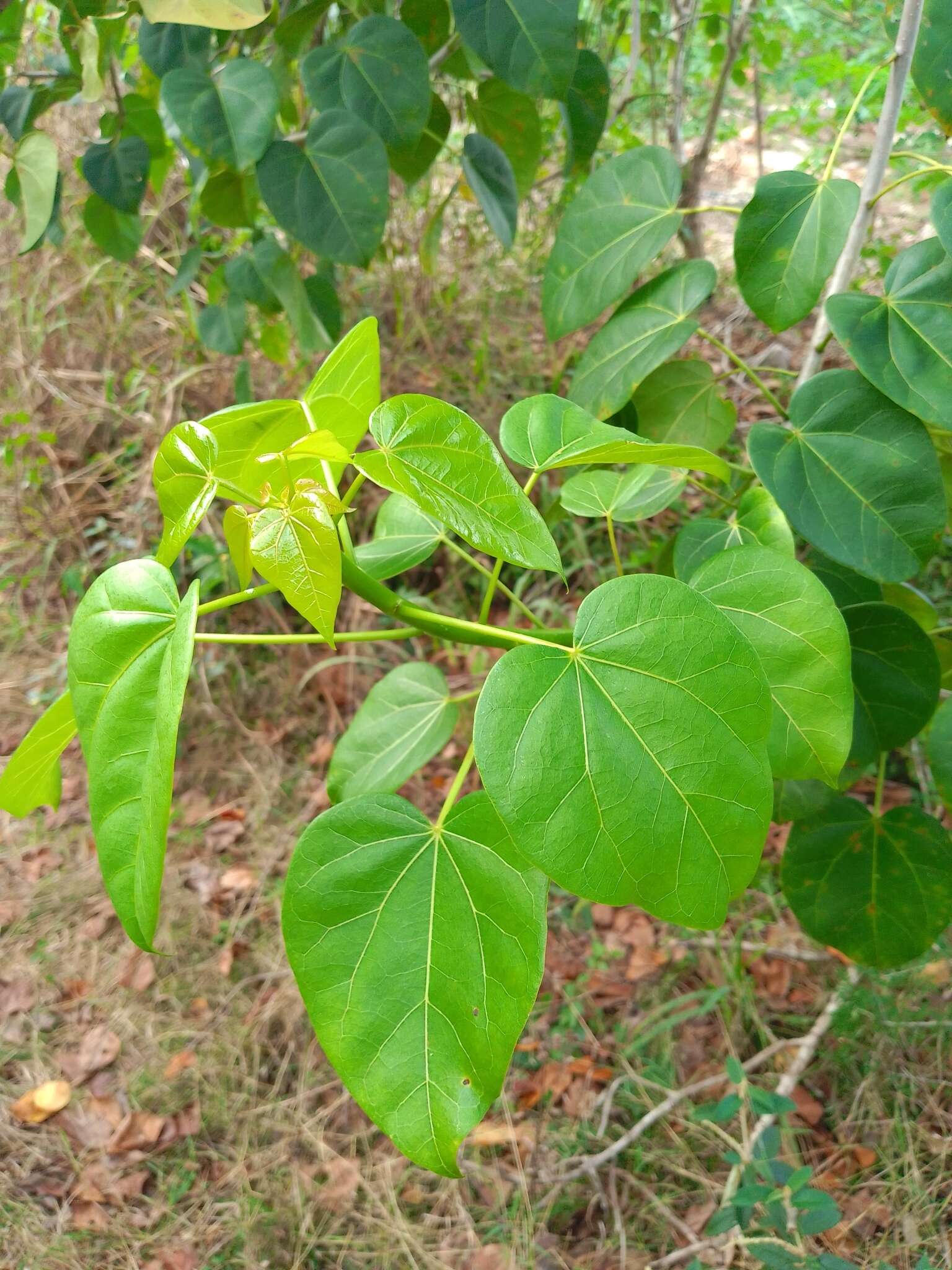 Image of Jatropha gaumeri Greenm.