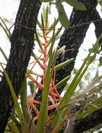 Image of Tillandsia werner-rauhiana Koide & Takiz.