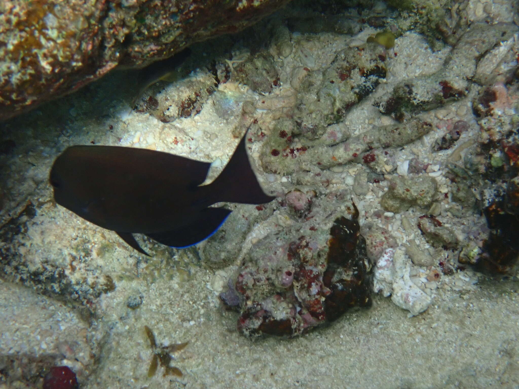 Image of Short-tail bristle-tooth