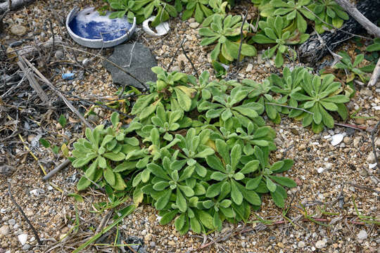 Image of Cyanthillium maritimum (Merr.) H. Rob. & Skvarla