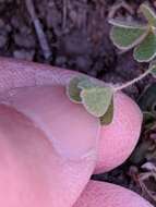 Plancia ëd Marsilea mollis B. L. Rob. & Fern.