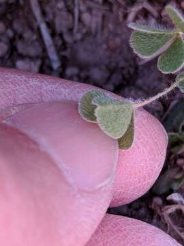 Image of Chihuahuan Water-Clover