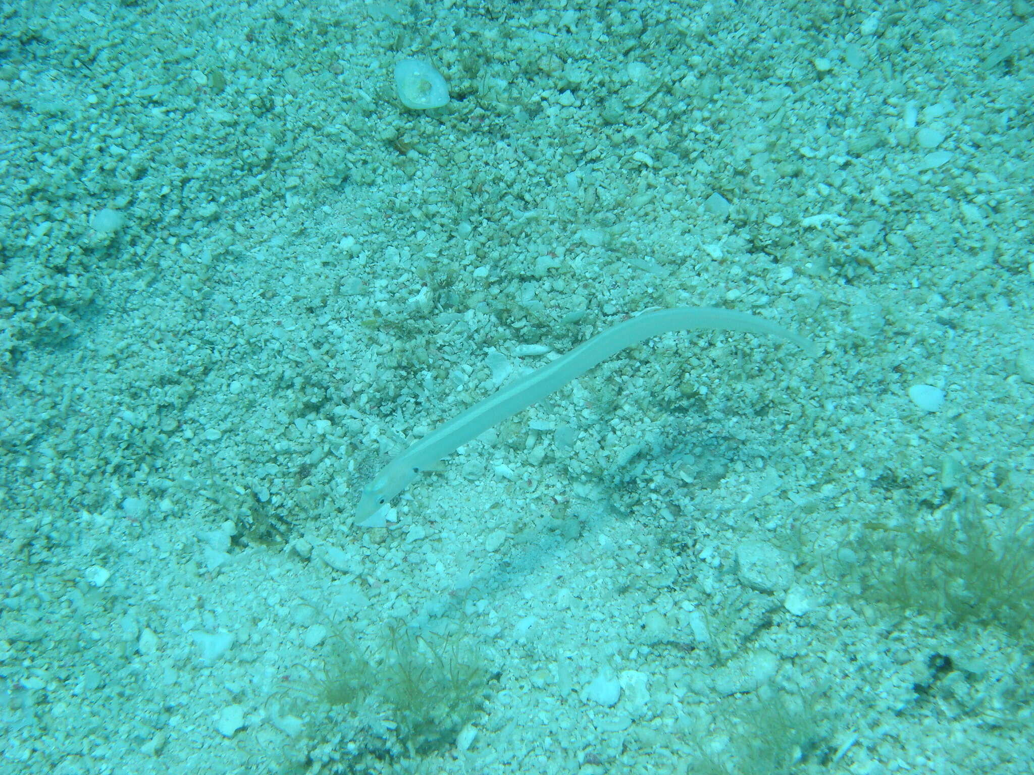 Image of Gunnellichthys monostigma