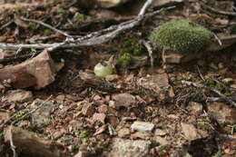 Image of Drimia stenocarpa J. C. Manning & J. M. J. Deacon