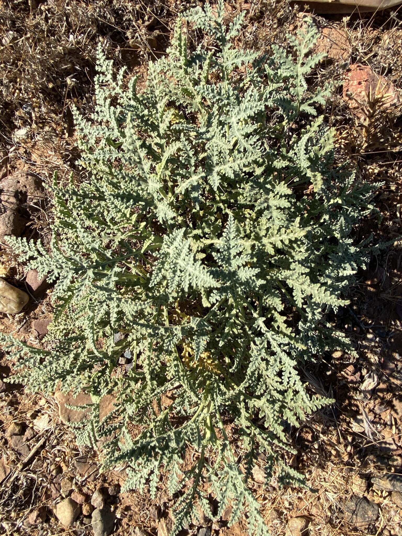 Image of Ambrosia camphorata (Greene) Payne