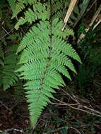 Image of Hypolepis rugosula subsp. rufobarbata (Colenso) Schwartsb.