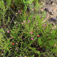 Image of Aspalathus biflora subsp. biflora