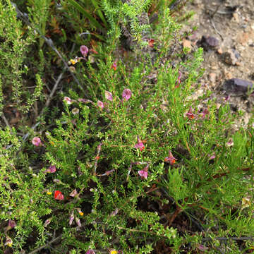 Image of Aspalathus biflora E. Mey.