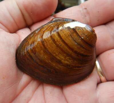 Image of Slabside Pearlymussel