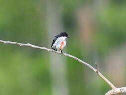 Image of Red-keeled Flowerpecker