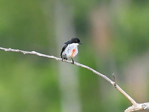 Image of Red-keeled Flowerpecker