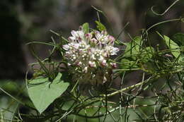 Image of Fringed Twinevine