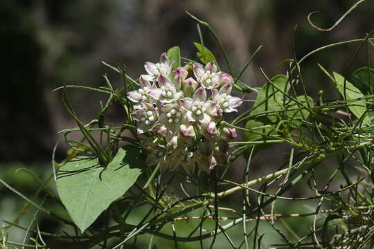 Imagem de Funastrum cynanchoides (Decne.) Schltr.