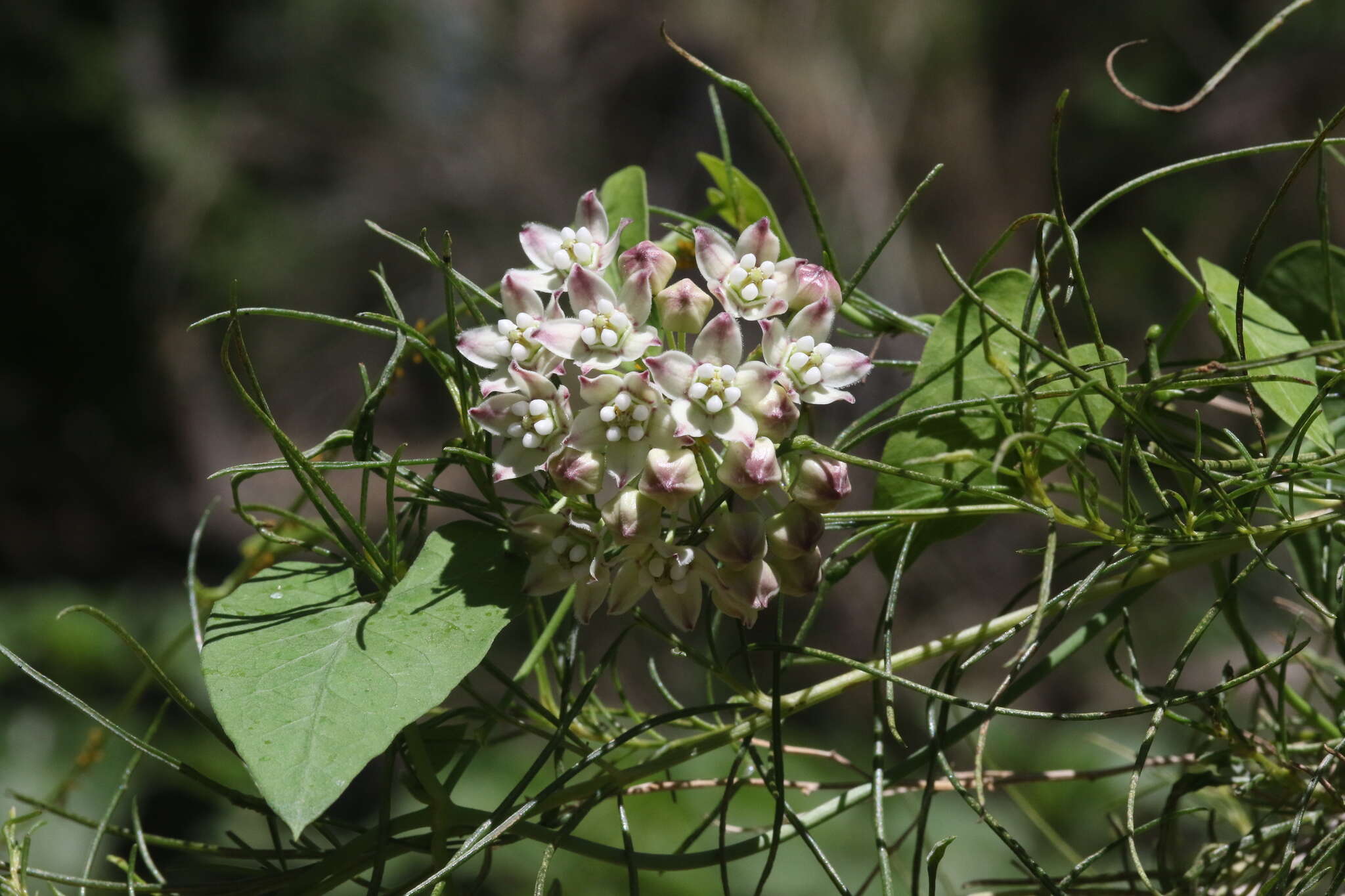 Image of Fringed Twinevine