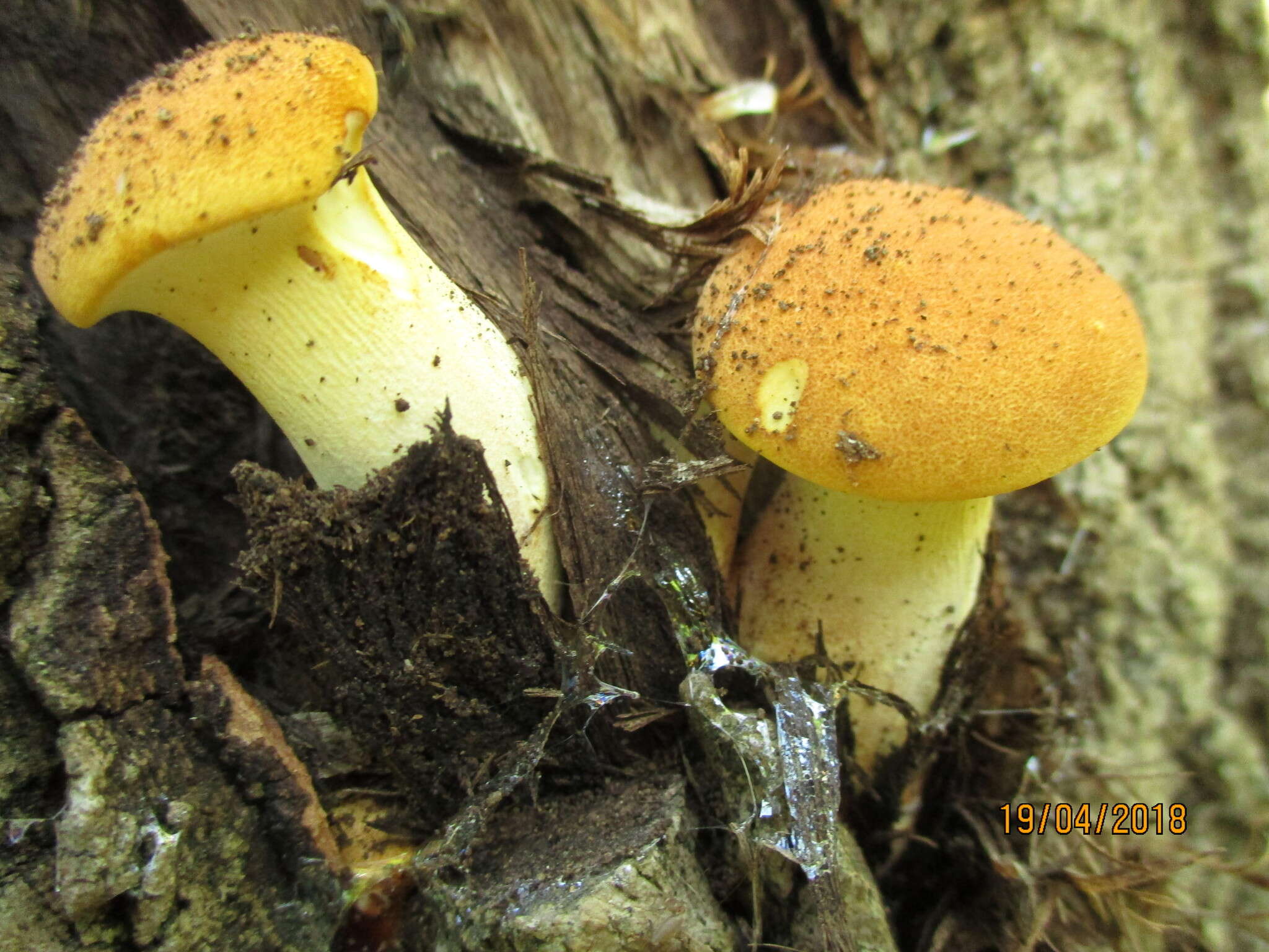 Image of Neolentinus cyathiformis (Schaeff.) Della Maggiora & Trassin. 2014