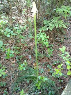 Image de Xerophyllum asphodeloides (L.) Nutt.