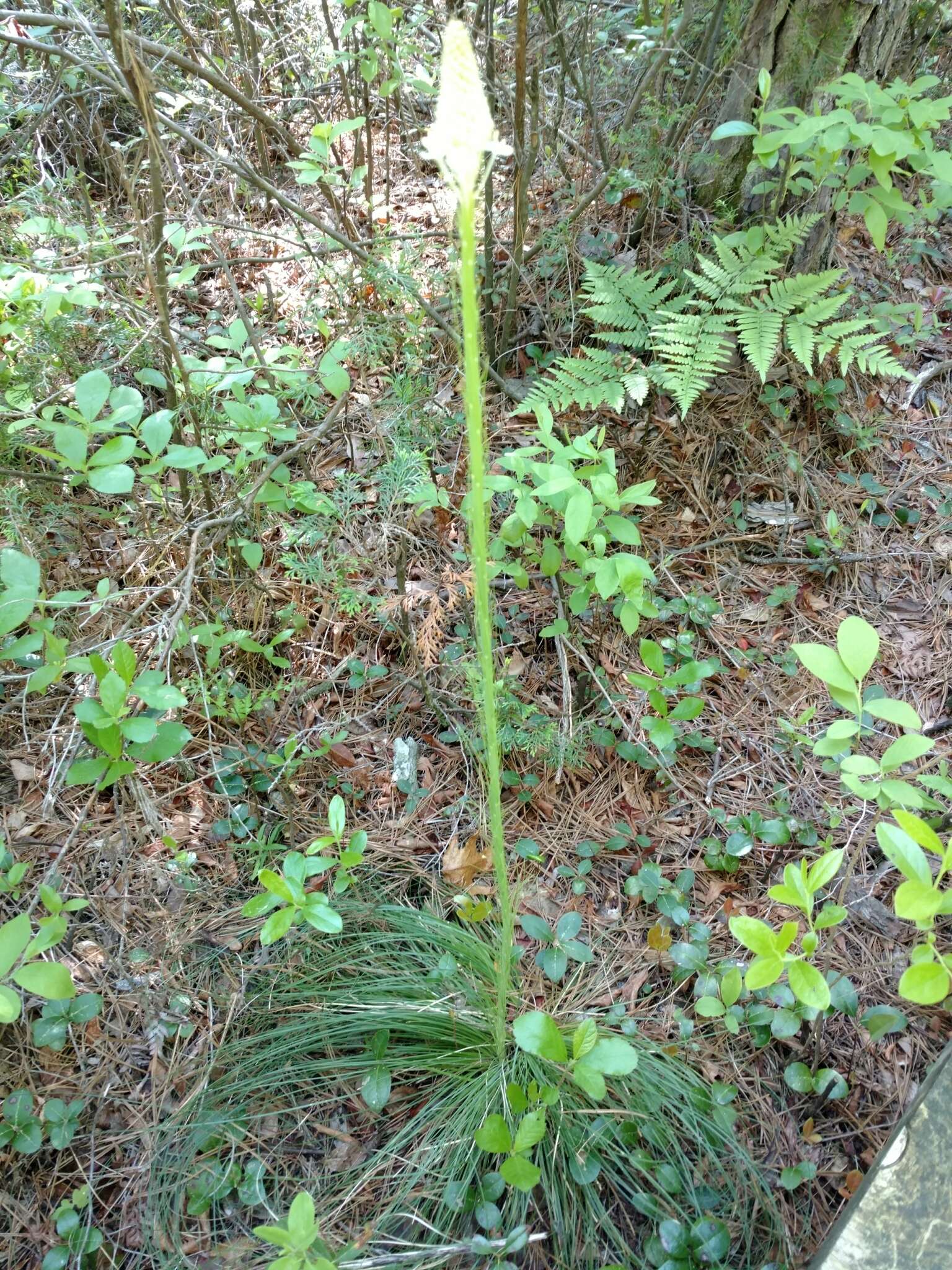 صورة Xerophyllum asphodeloides (L.) Nutt.