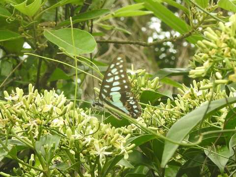 Image of Graphium doson (Felder & Felder 1864)