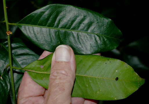 Слика од Dysoxylum oppositifolium F. Müll.