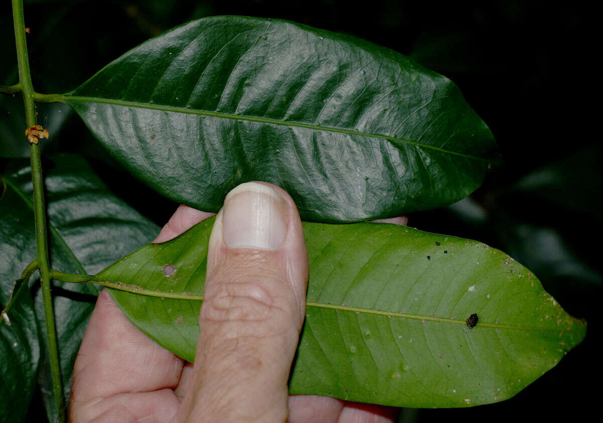 Слика од Dysoxylum oppositifolium F. Müll.