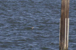 Plancia ëd Phalacrocorax auritus auritus (Lesson & R 1831)