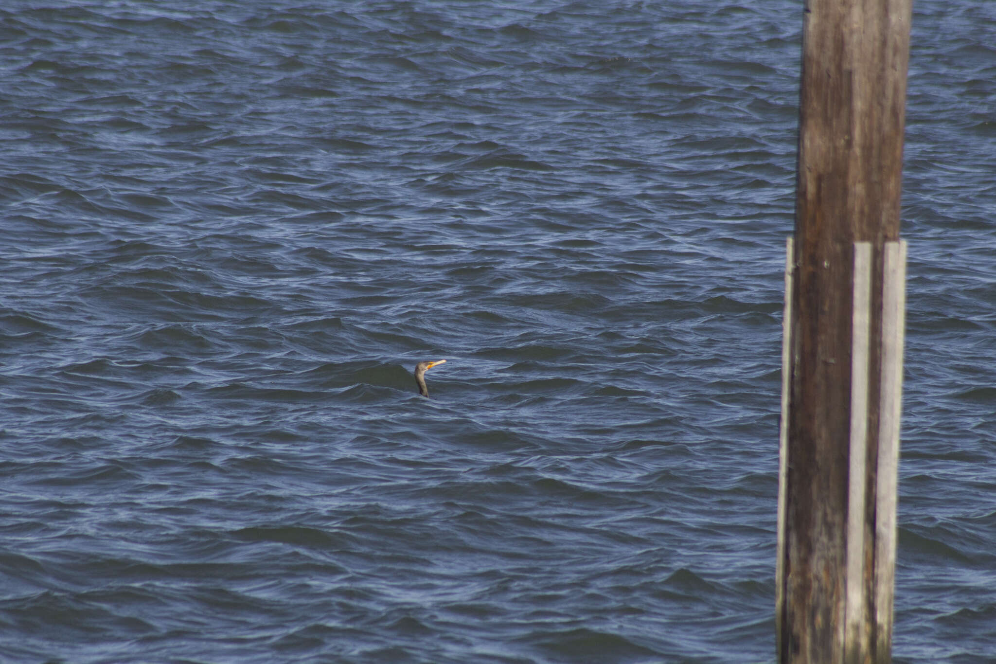 Image of Phalacrocorax auritus auritus (Lesson & R 1831)