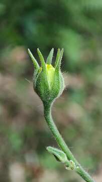 Imagem de Abutilon persicum (Burm. fil.) Merr.