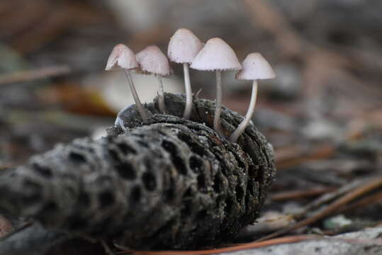 Image of Mycena seynii Quél. 1877