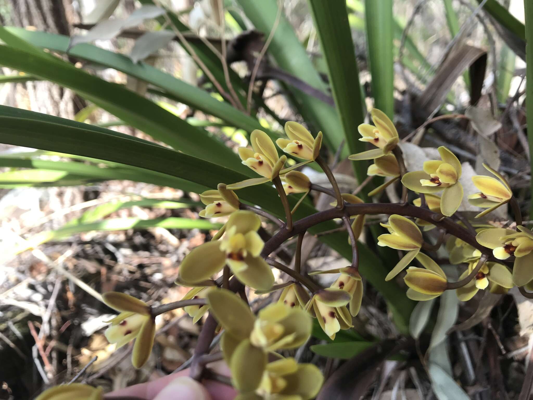 Image of Snake orchid