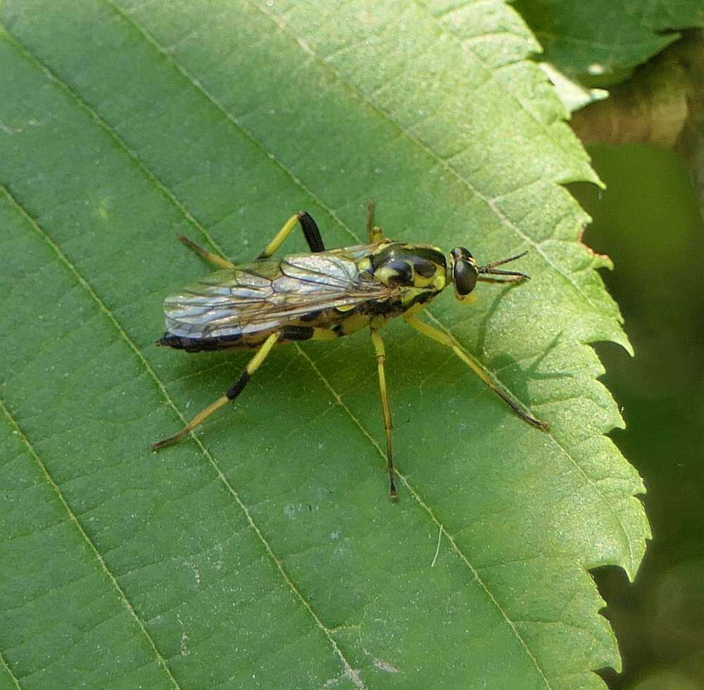 Image of Xylomya terminalis Vasey 1977