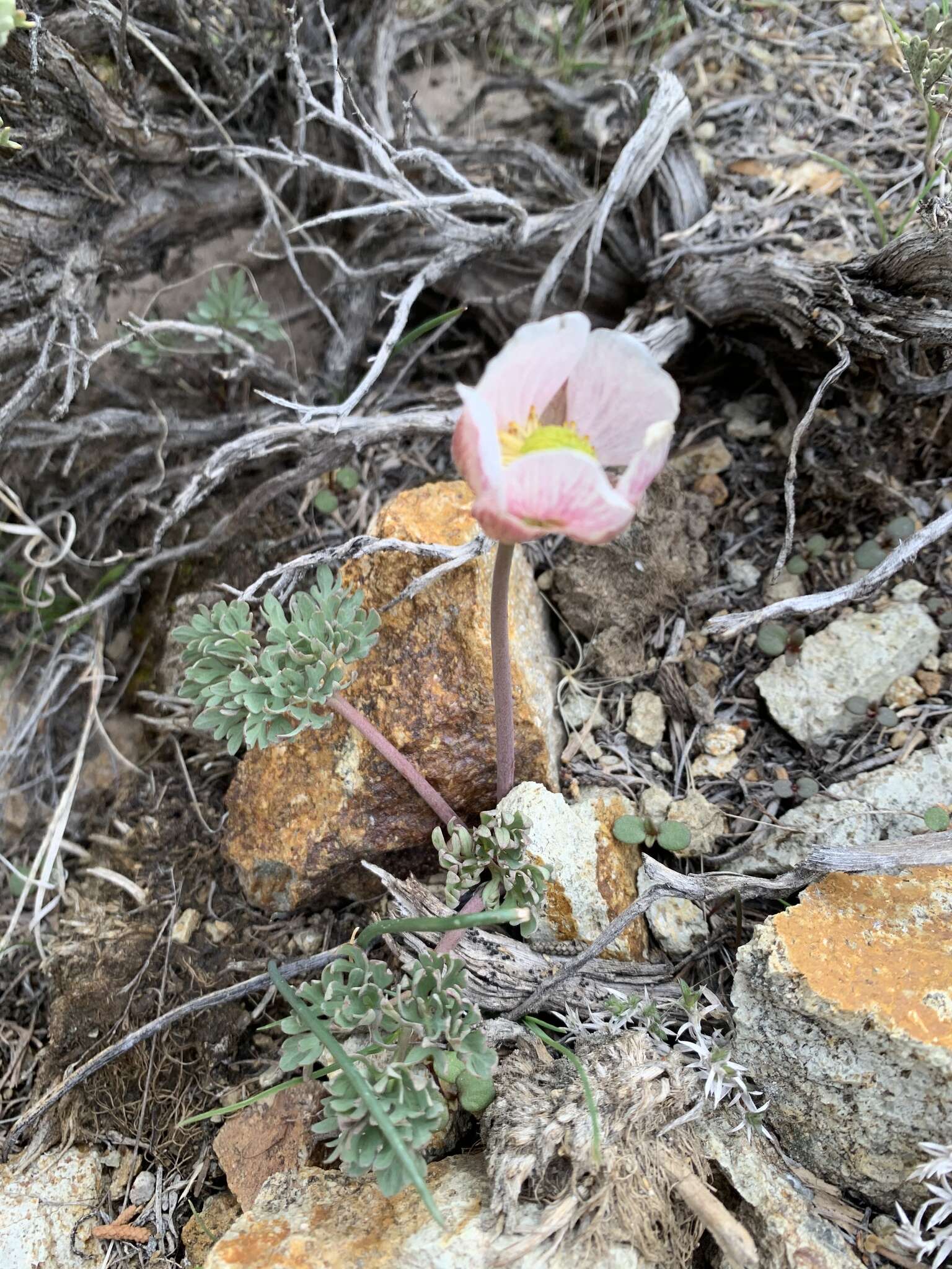 Слика од Ranunculus andersonii A. Gray