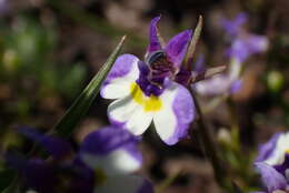 Image of doublehorn calicoflower