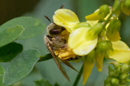 Image of Golden Furrow Bee