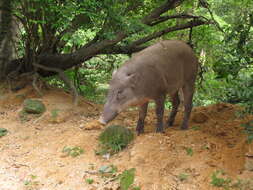 Imagem de Sus scrofa moupinensis Milne-Edwards 1871