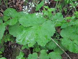 Pimpinella tripartita Kalenicz. resmi