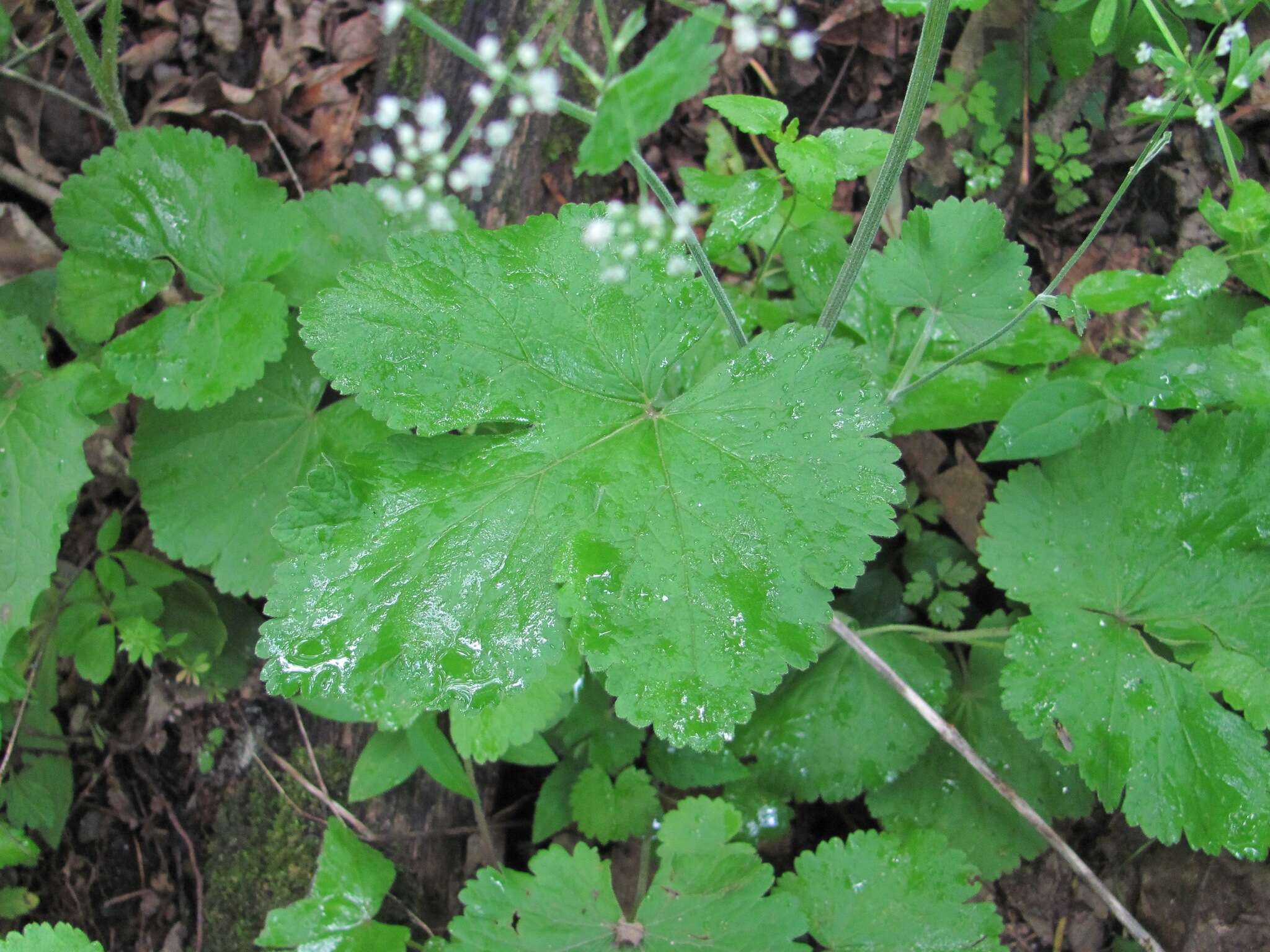 Pimpinella tripartita Kalenicz. resmi