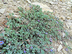 Image of mat penstemon