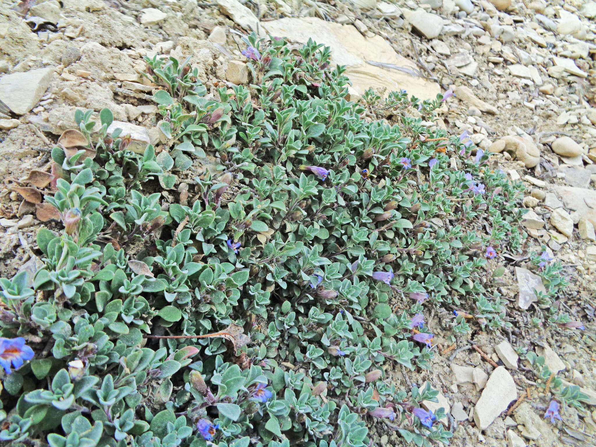 Image of mat penstemon