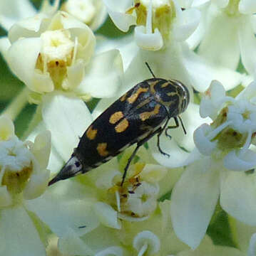 Image of Hoshihananomia octopunctata (Fabricius 1775)