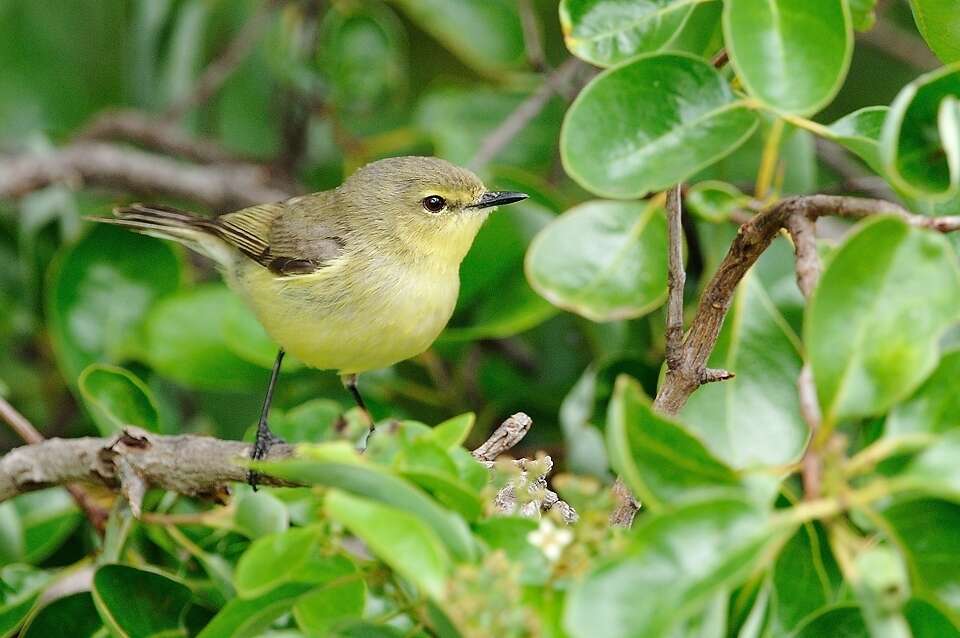 Imagem de Gerygone flavolateralis flavolateralis (Gray & GR 1859)