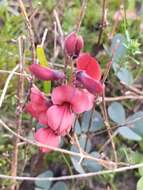 Image of Indigofera procumbens L.